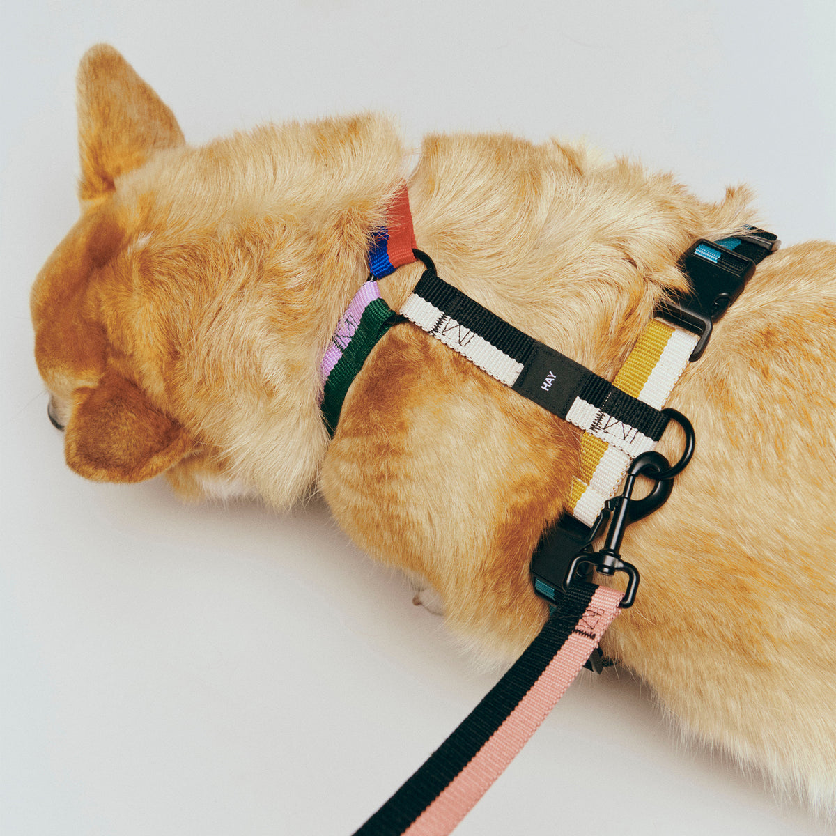 HAY - Dogs Hundegeschirr | multicolour