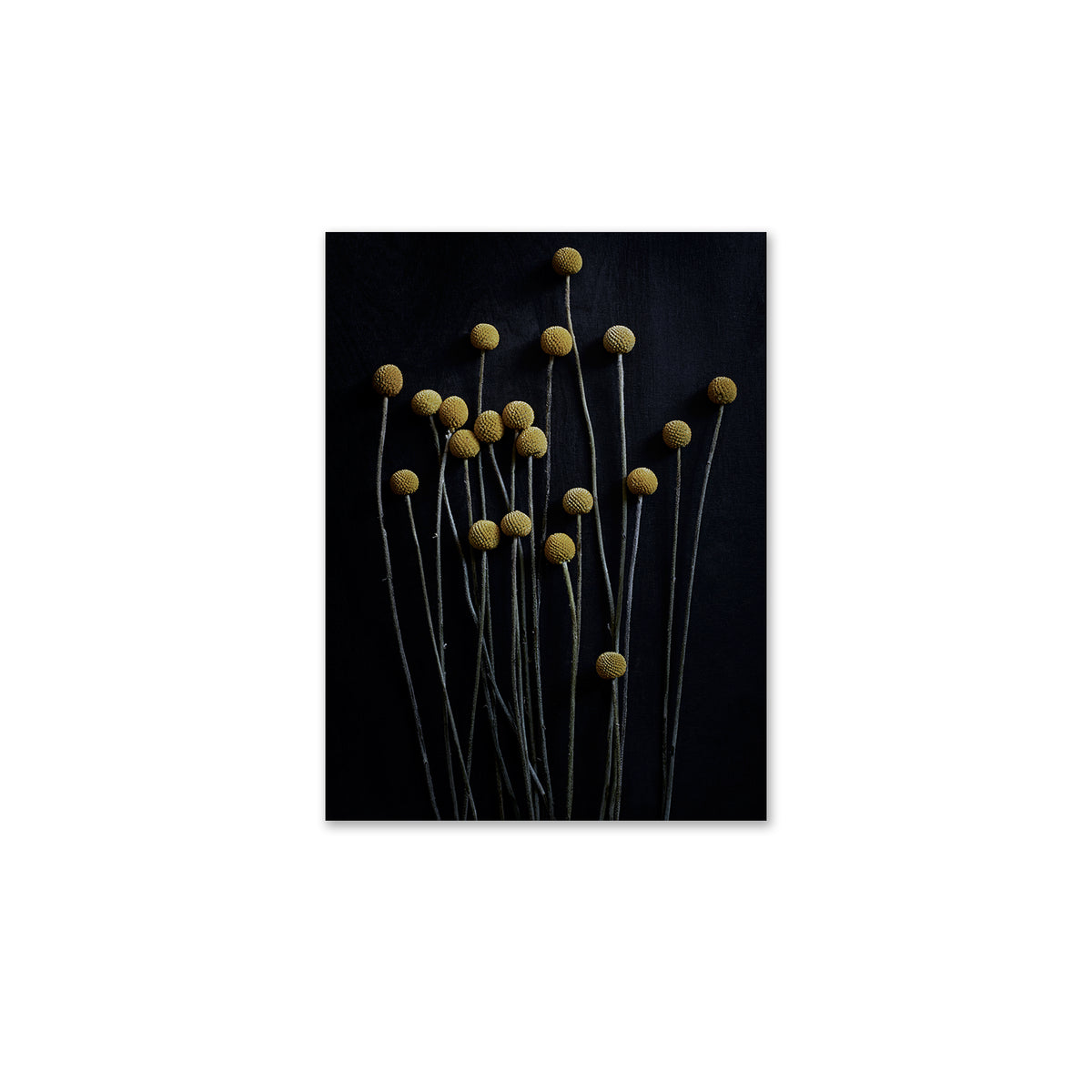 Paper Collective - Stillleben 01 (Yellow Drumstick)